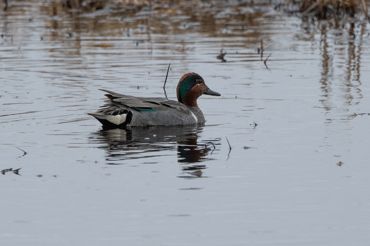 Green-winged Teal - ML464323161