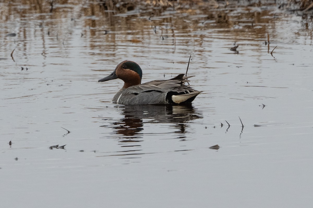 Green-winged Teal - ML464323171