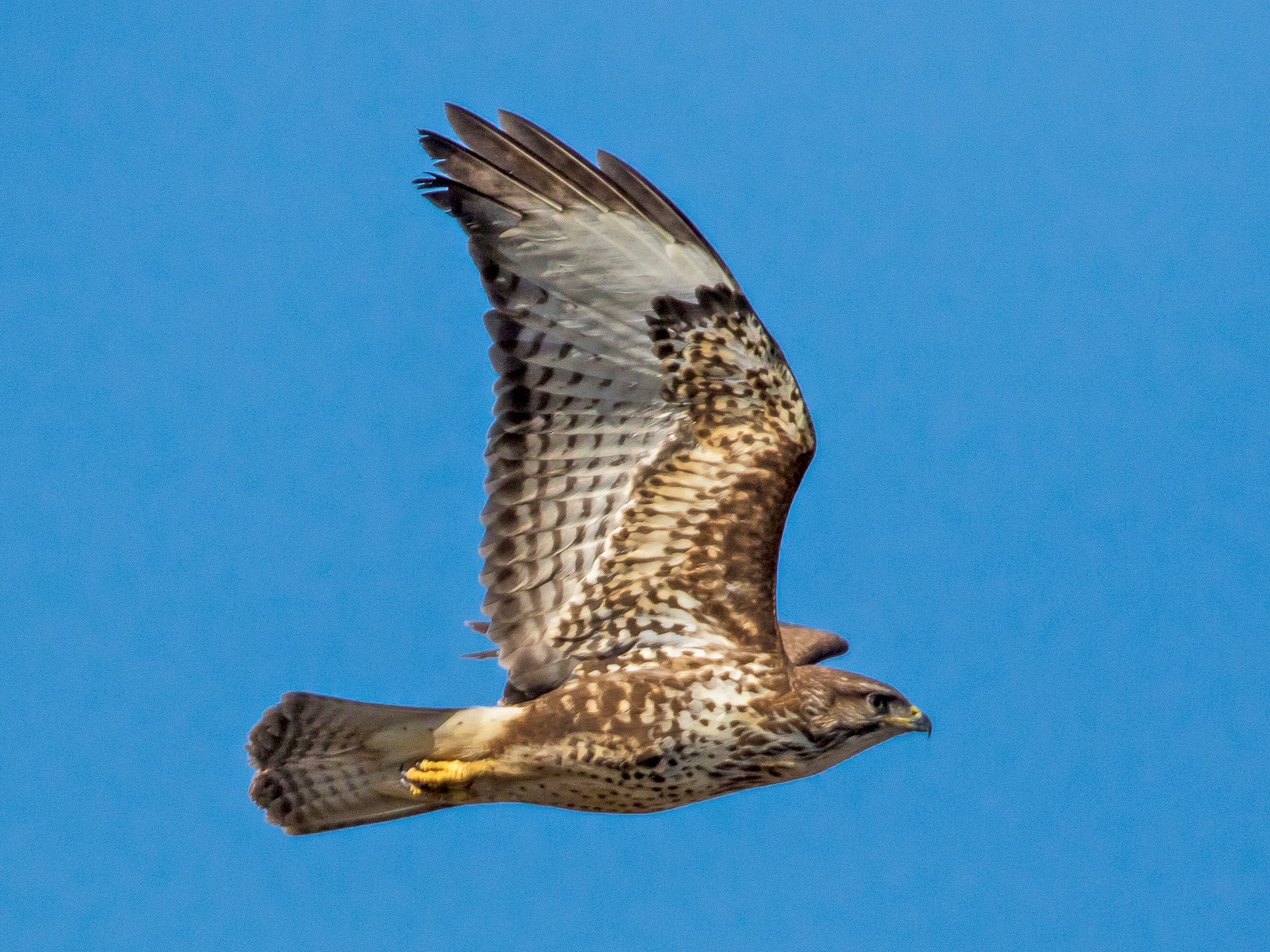 Common Buzzard - John Reynolds