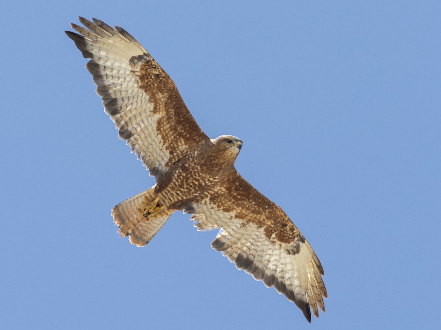 Common Buzzard - Omar alshaheen