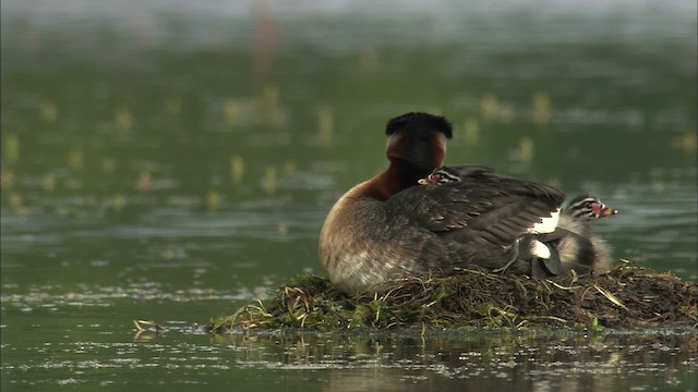 Red-necked Grebe - ML464324