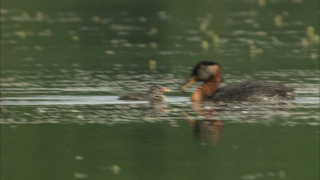 Red-necked Grebe - ML464325