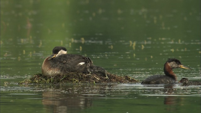 Red-necked Grebe - ML464327