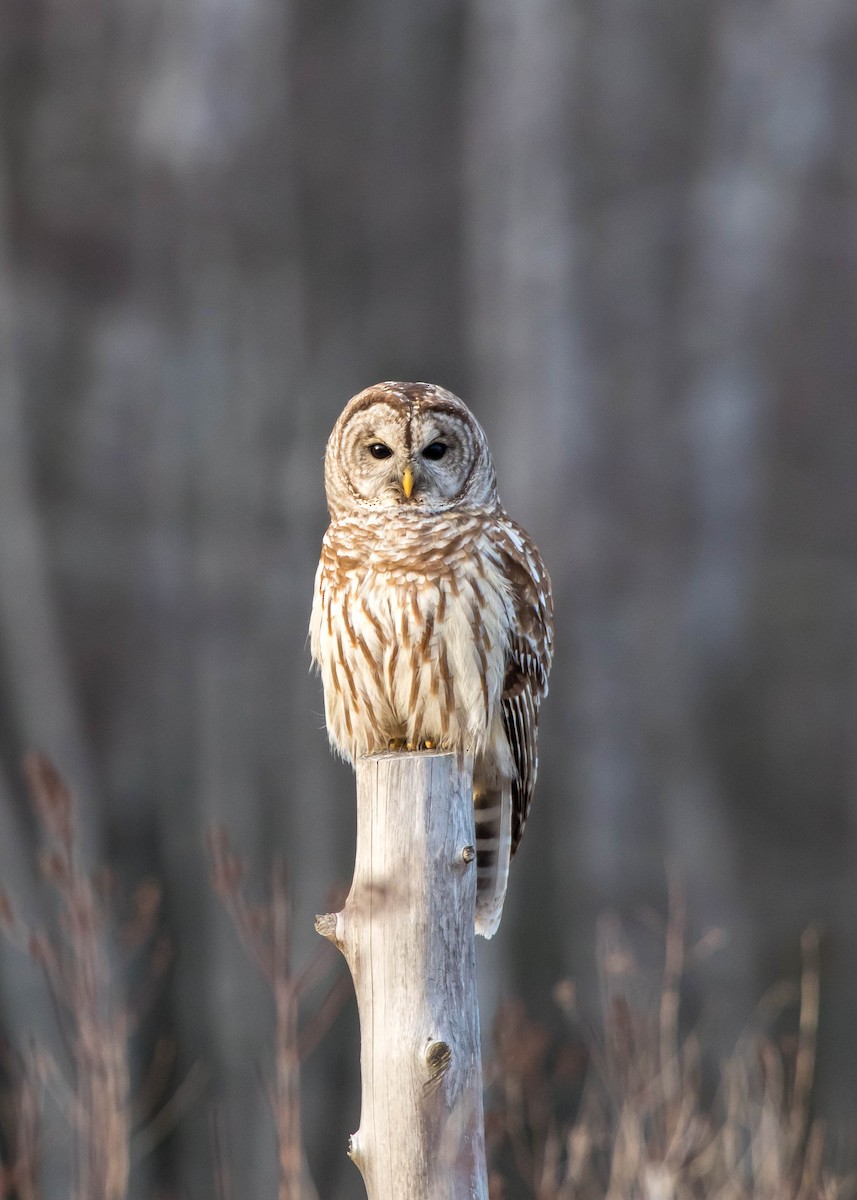 Barred Owl - Nick Dorian