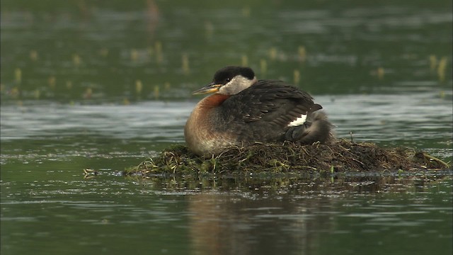 Red-necked Grebe - ML464332