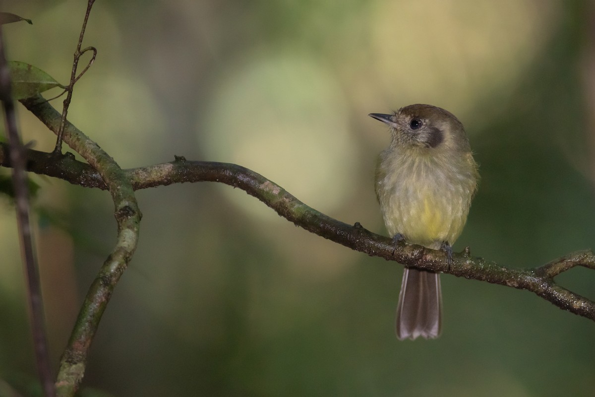 Sepia-capped Flycatcher - ML464333631