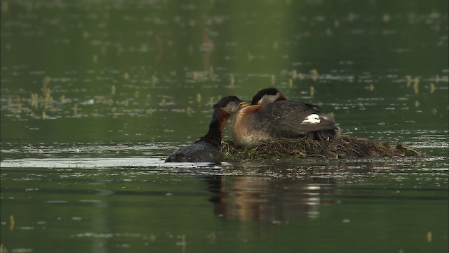 Red-necked Grebe - ML464336