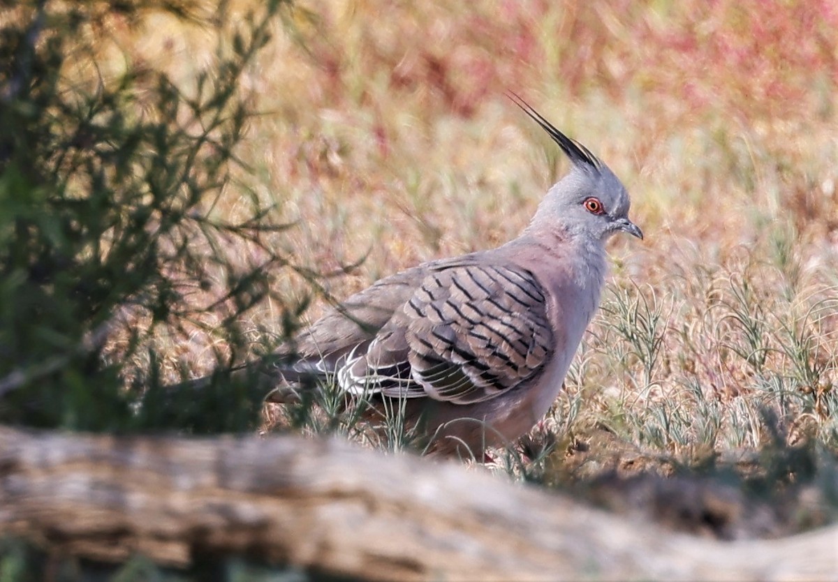 Crested Pigeon - ML464337261