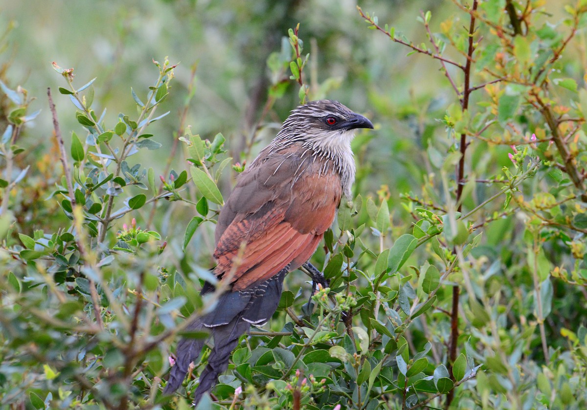 White-browed Coucal - ML46434171