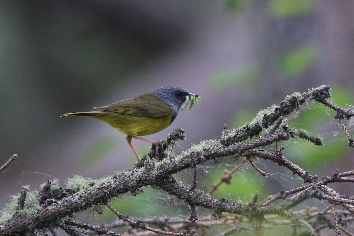 Mourning Warbler at Beatton Provincial Park by Jonathan Pap