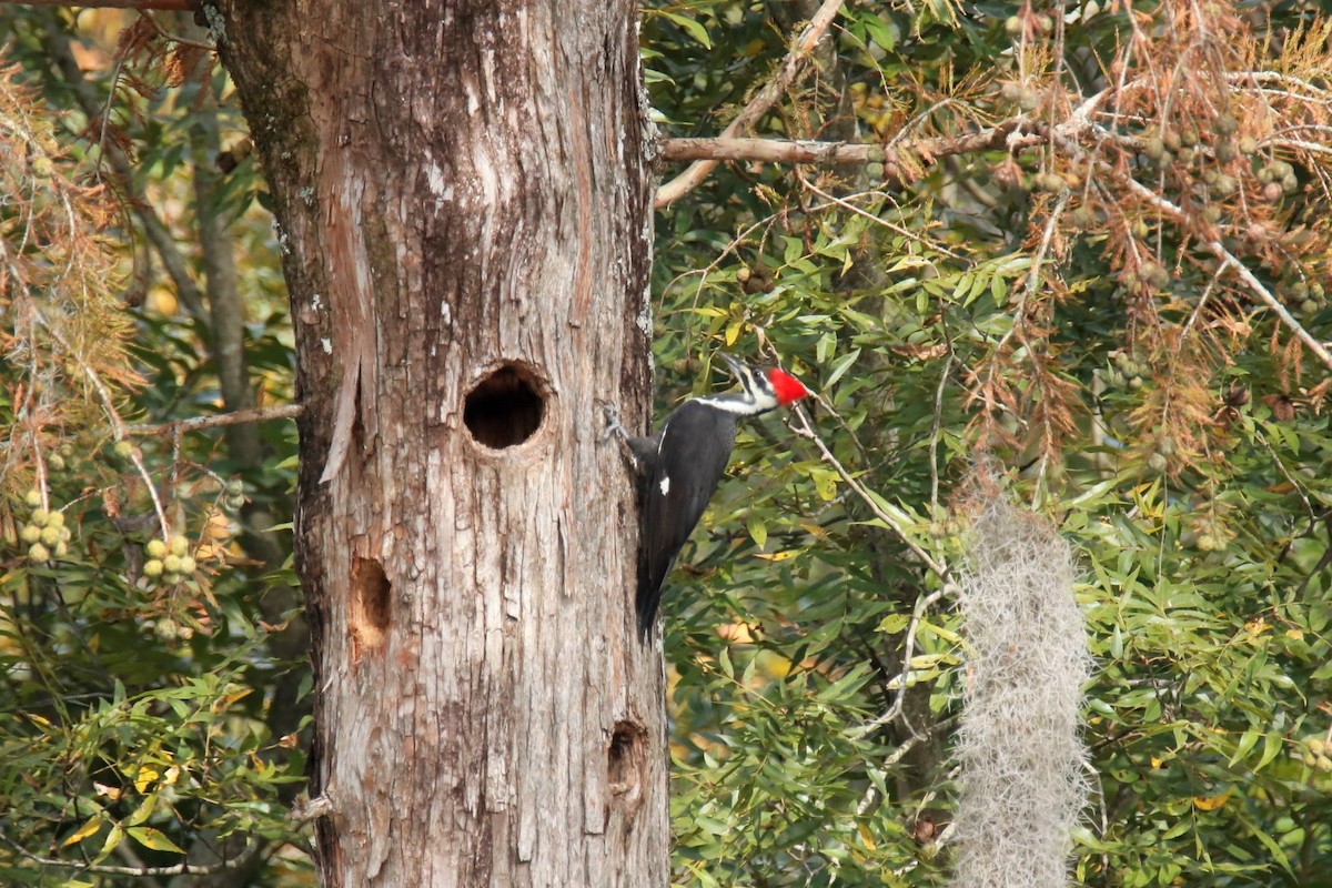 Pileated Woodpecker - ML464348391
