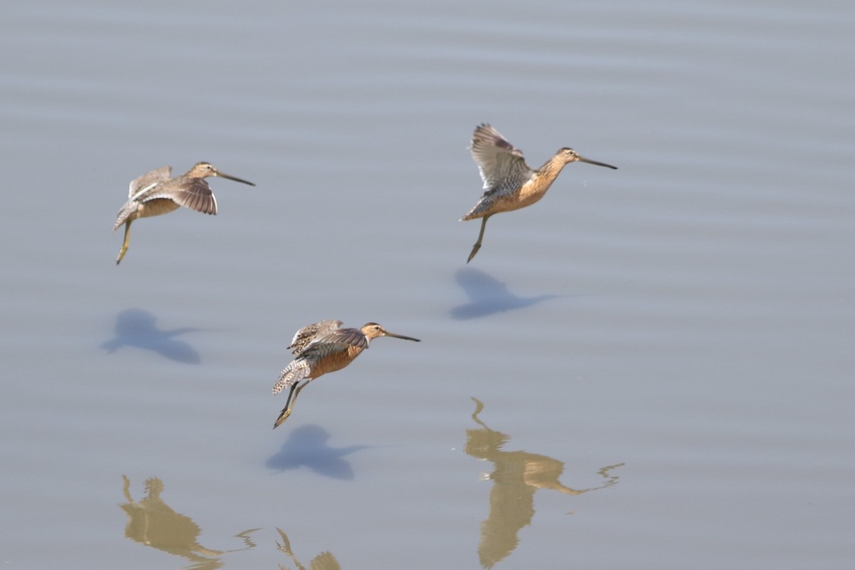 Long-billed Dowitcher - ML464348591