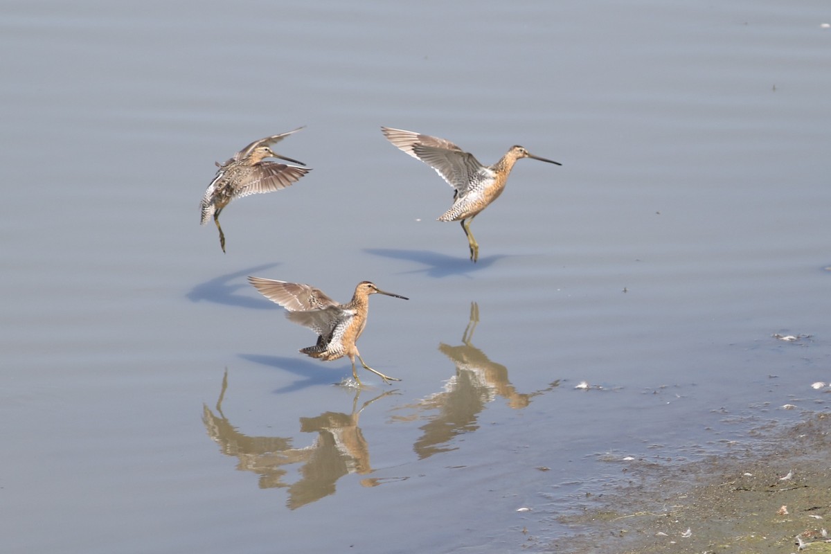 Long-billed Dowitcher - ML464348601
