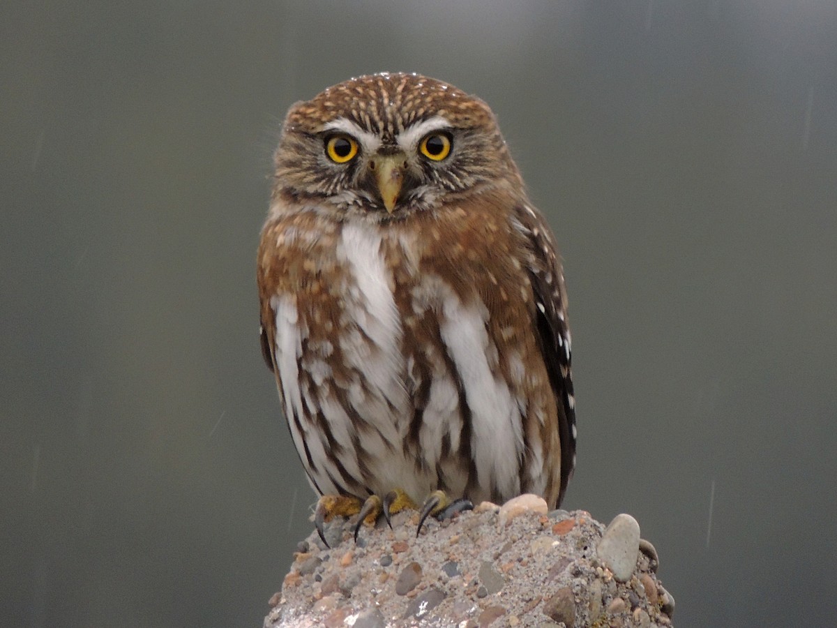 Austral Pygmy-Owl - ML464350071