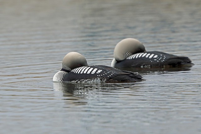 Conducta - Pacific Loon - Gavia pacifica - Birds of the World