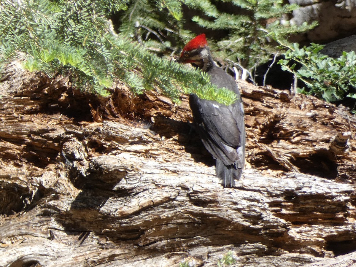 Pileated Woodpecker - ML464356371