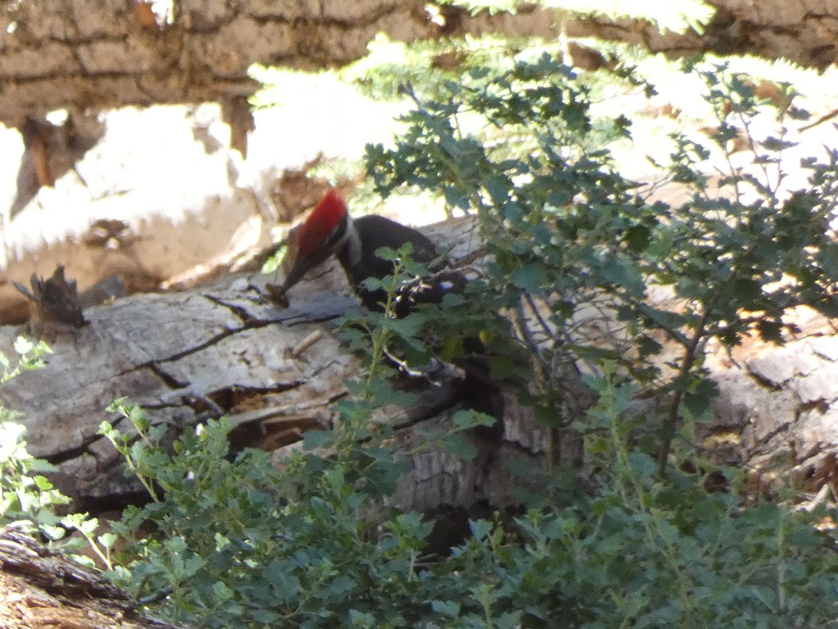 Pileated Woodpecker - ML464356461