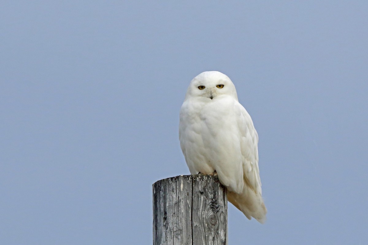 Snowy Owl - Nigel Voaden