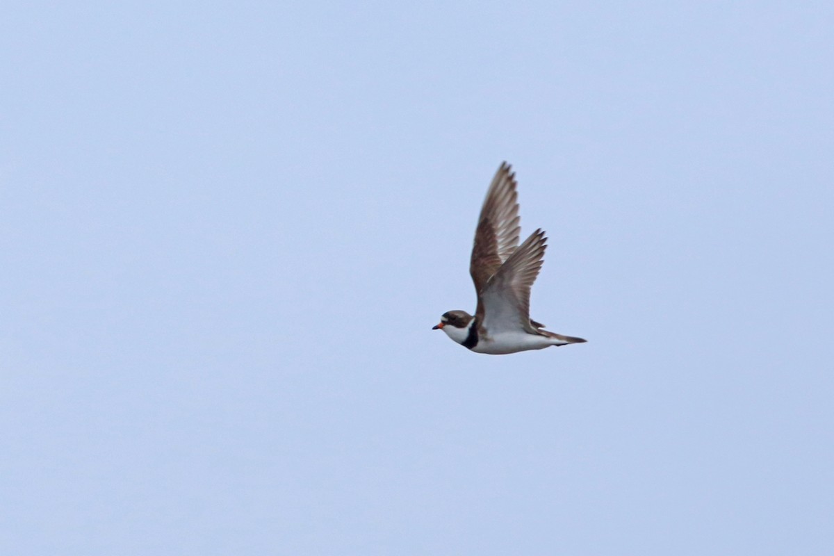 Semipalmated Plover - ML46436251