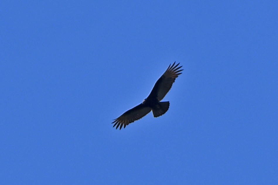 Turkey Vulture - ML464364241