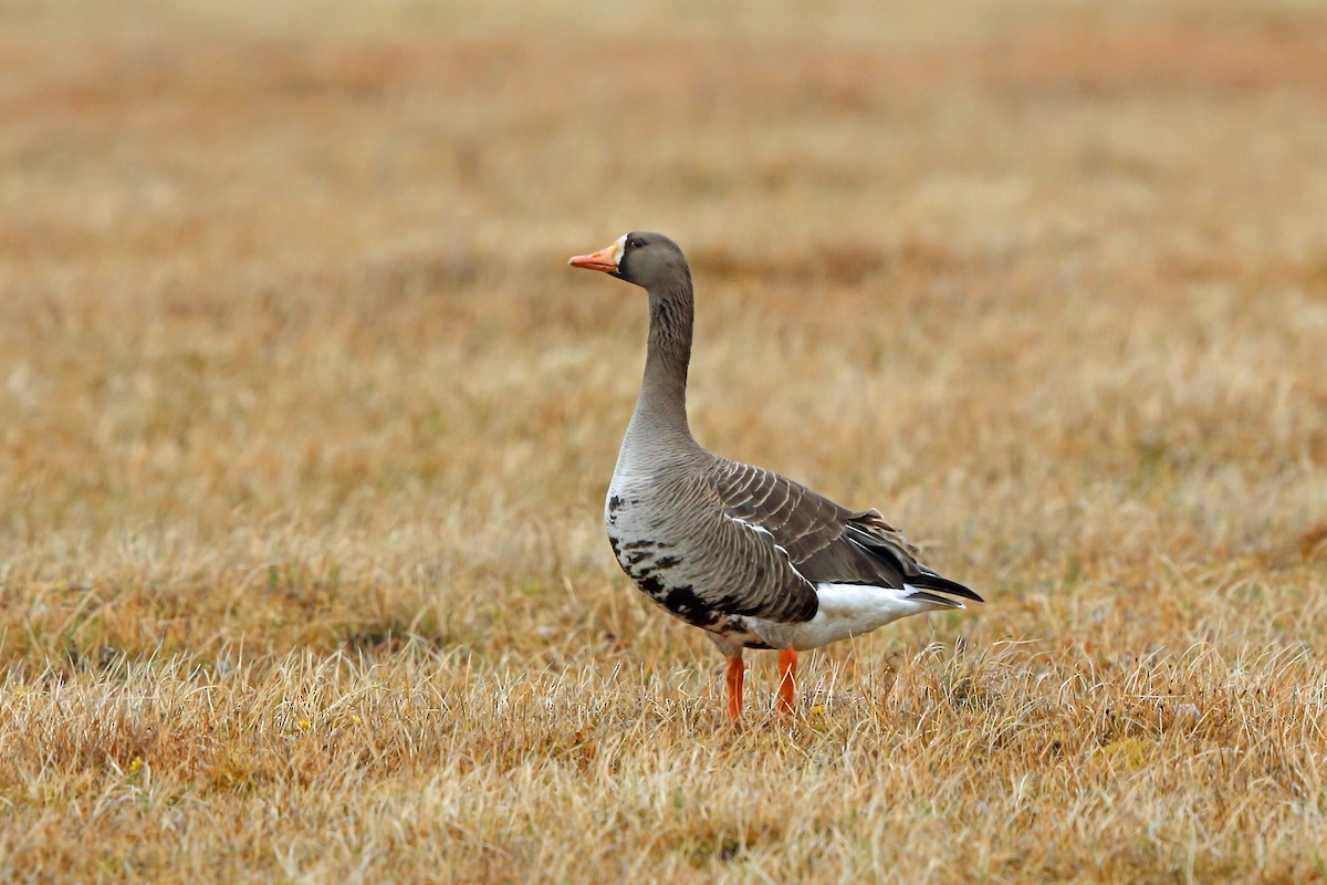 Greater White-fronted Goose - Nigel Voaden