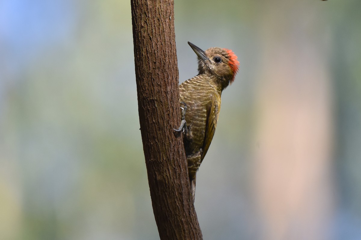 Little Woodpecker - ML464364991