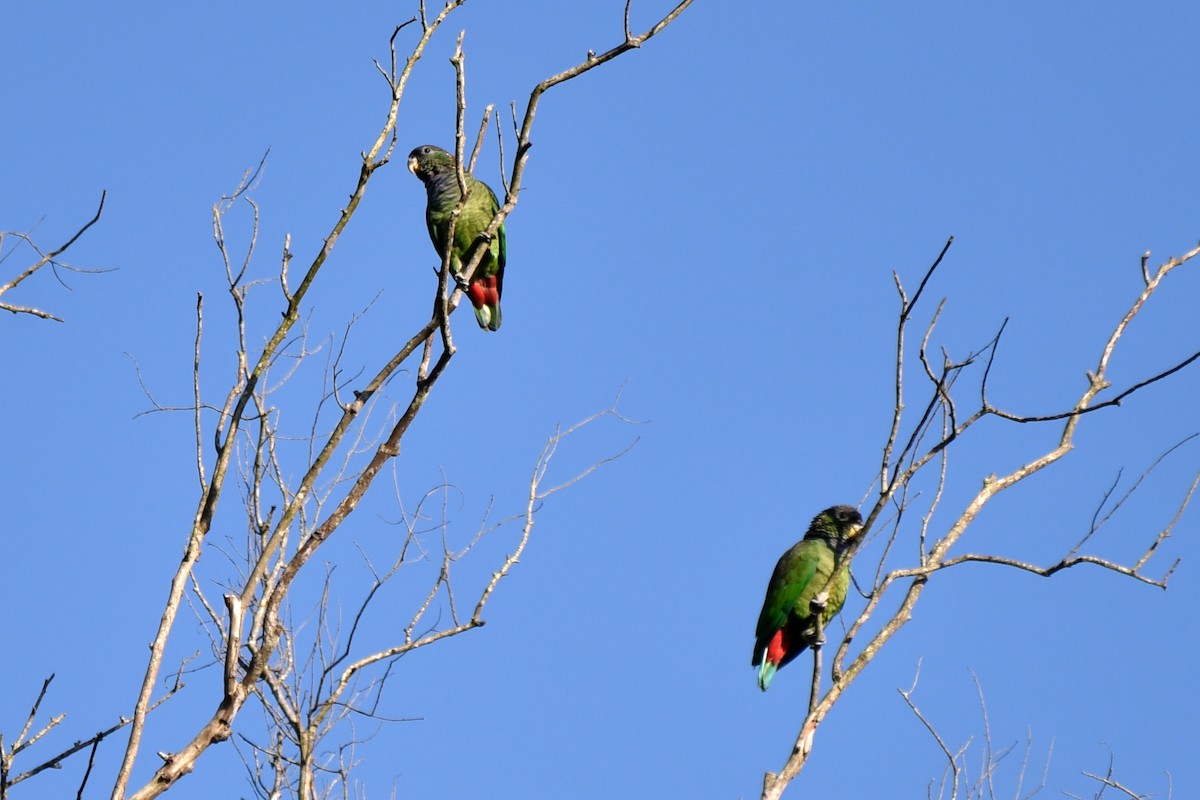 Папуга-червоногуз зеленощокий - ML464365581