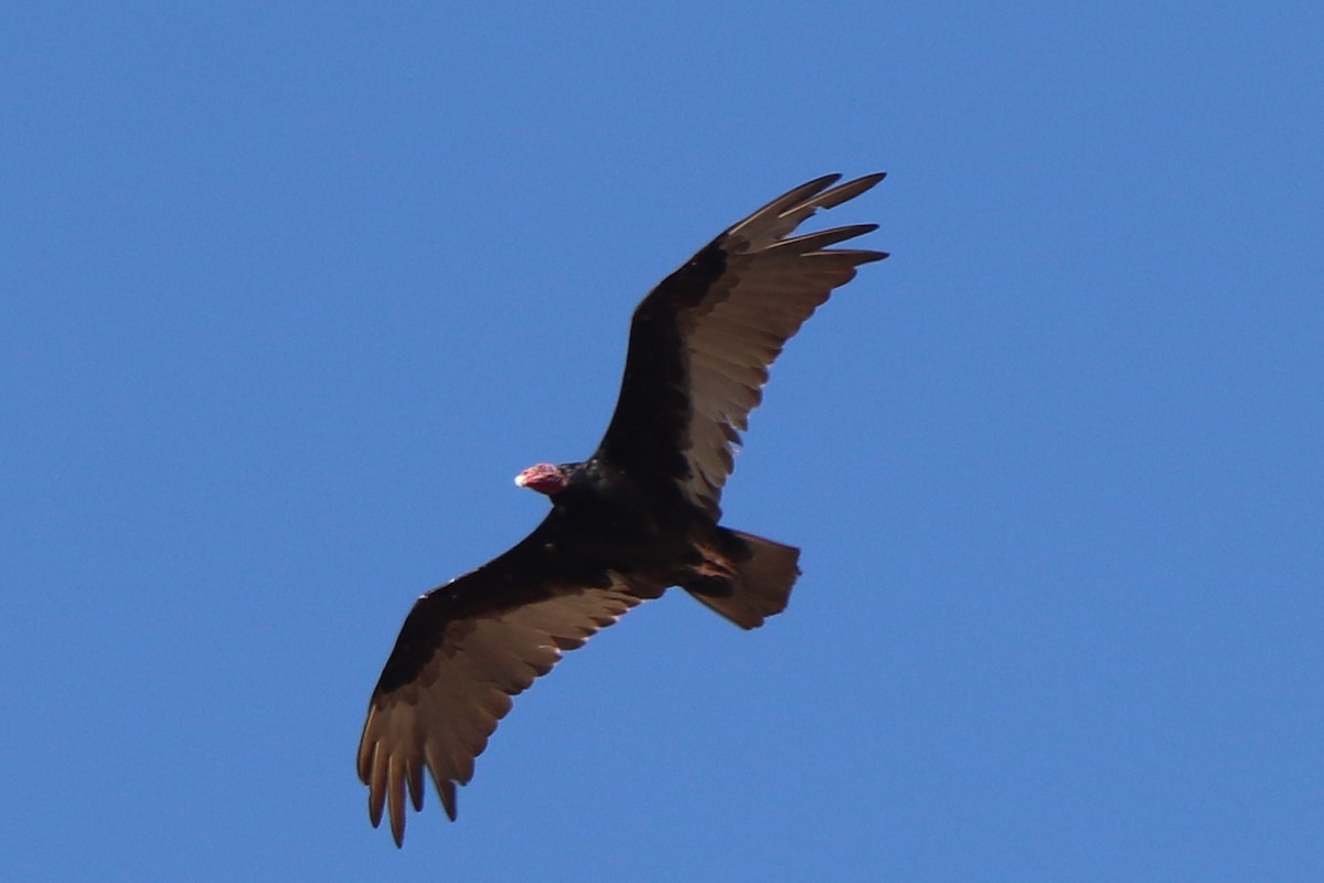 Turkey Vulture - Andrew Core