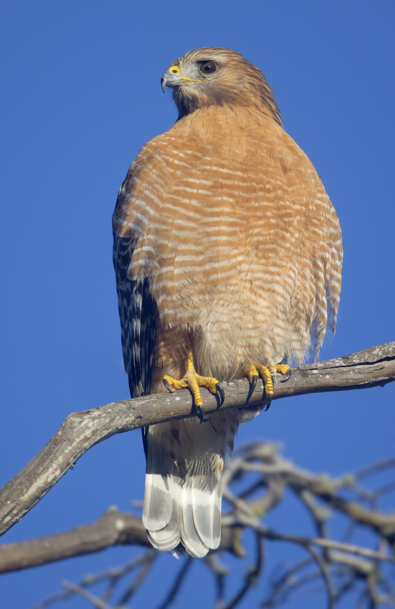 Red-shouldered Hawk (elegans) - Mark Chappell