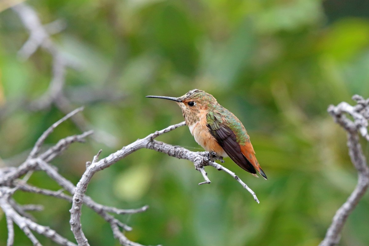 Allen's Hummingbird - ML46437491