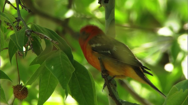 Flame-colored Tanager - ML464375