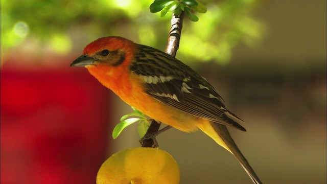Flame-colored Tanager - ML464376
