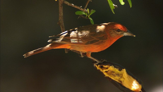 Hepatic Tanager (Northern) - ML464377