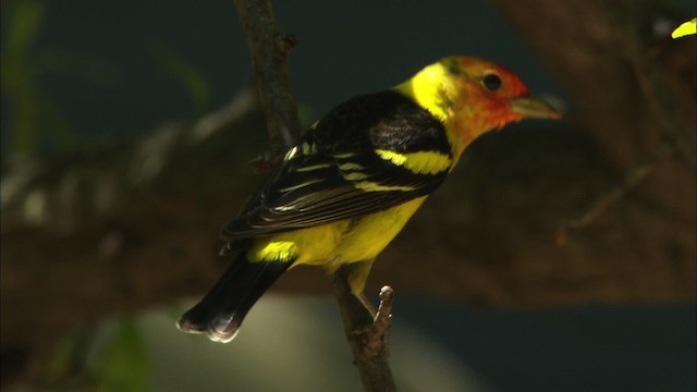 Western Tanager - ML464379