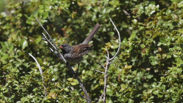 Black-chinned Sparrow - ML464379571