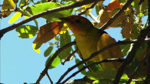 Western Tanager - ML464380