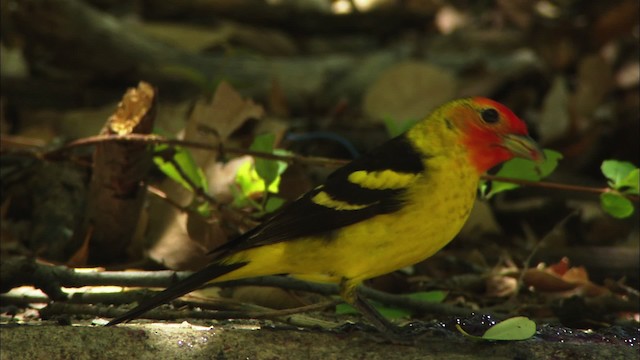 Western Tanager - ML464382