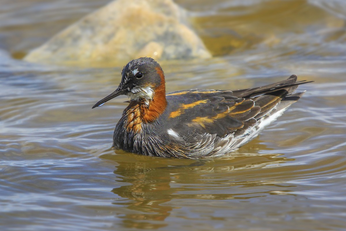 Phalarope à bec étroit - ML46438311