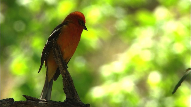 Flame-colored Tanager - ML464384