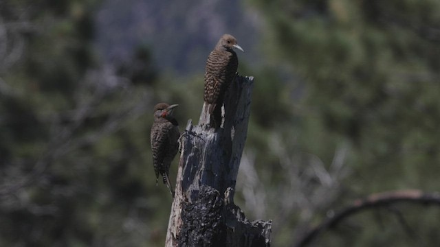 Northern Flicker (Red-shafted) - ML464384631