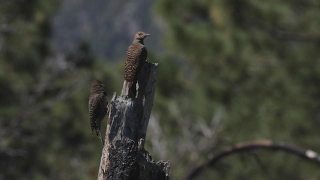 Northern Flicker (Red-shafted) - ML464384651