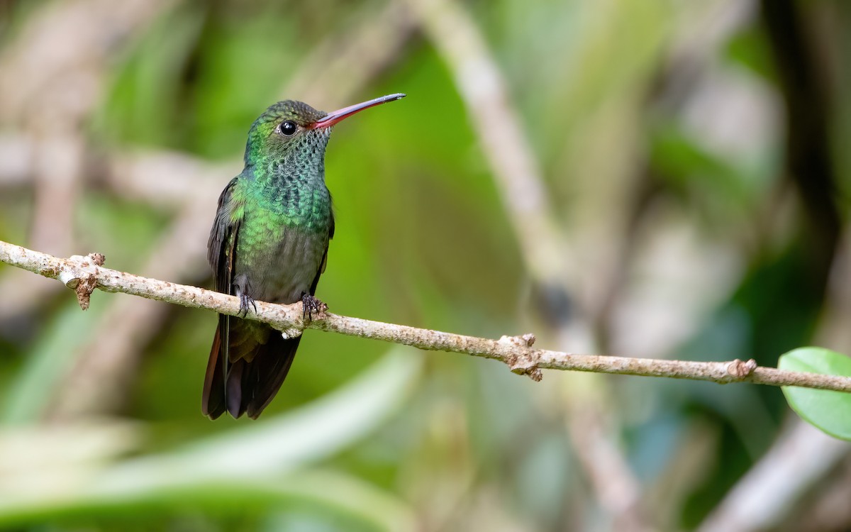 Rufous-tailed Hummingbird - ML464385131