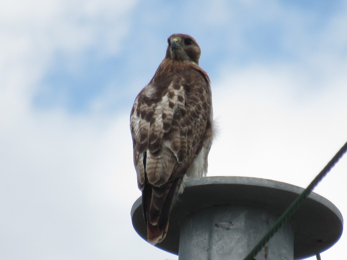 Red-tailed Hawk - ML464385161