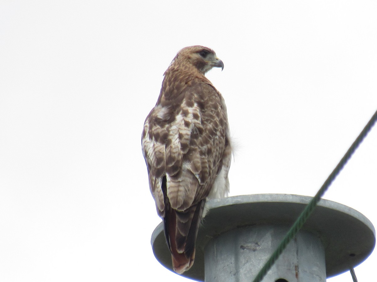Red-tailed Hawk - ML464385171