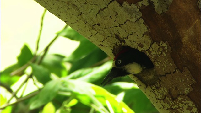 Acorn Woodpecker (Acorn) - ML464387