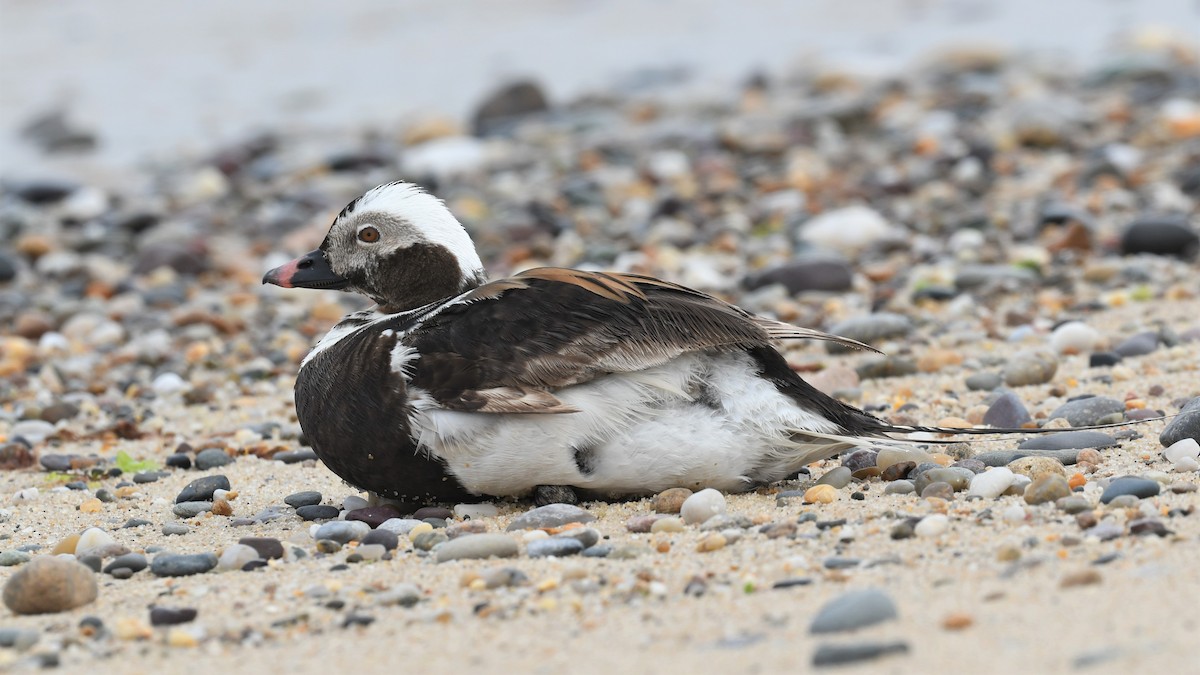 Long-tailed Duck - ML464388511