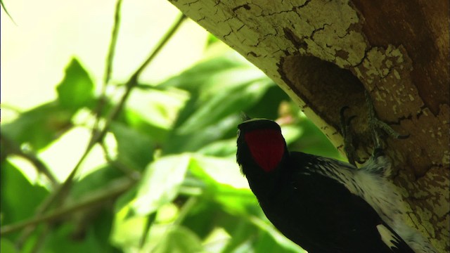 Acorn Woodpecker (Acorn) - ML464389