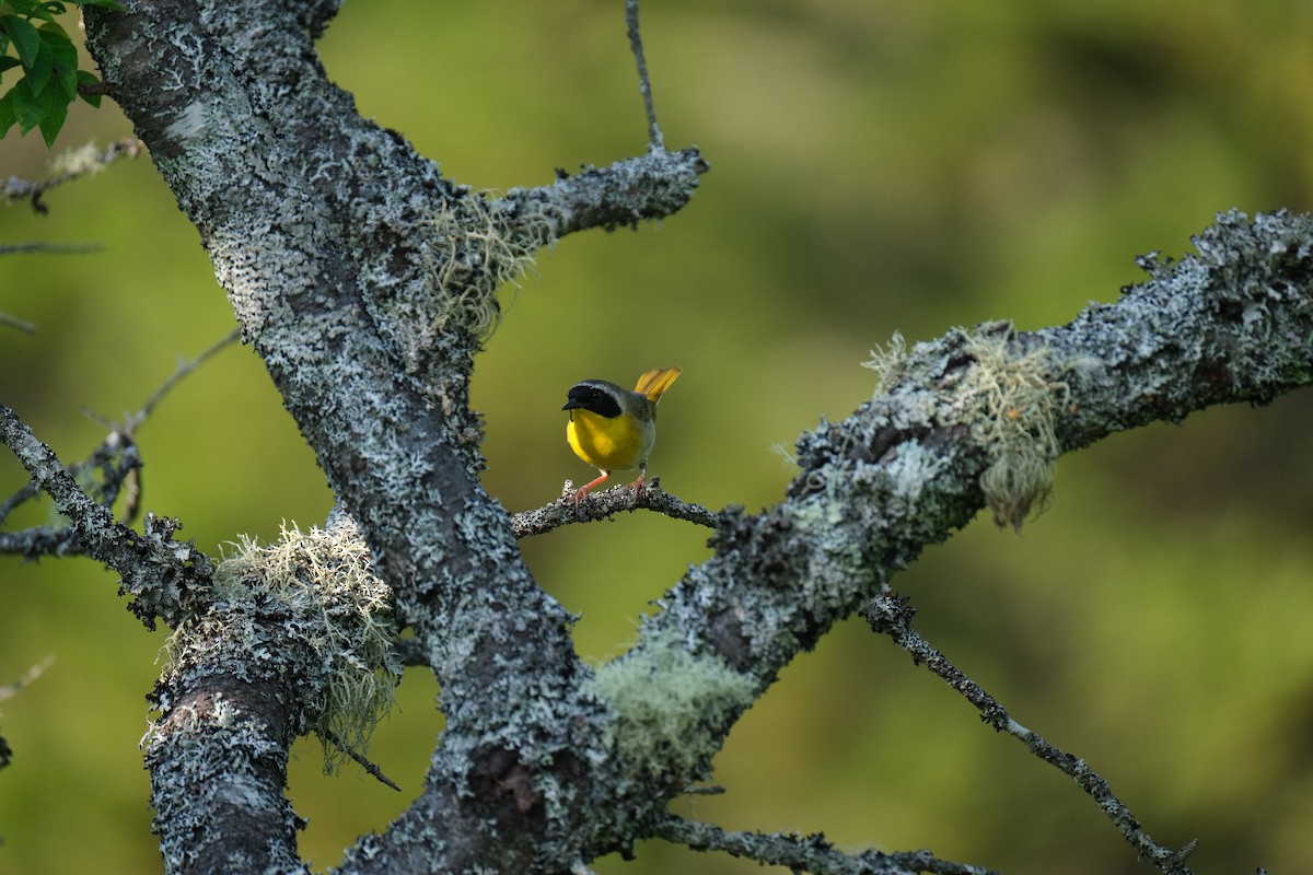 Common Yellowthroat - Sam Huntress