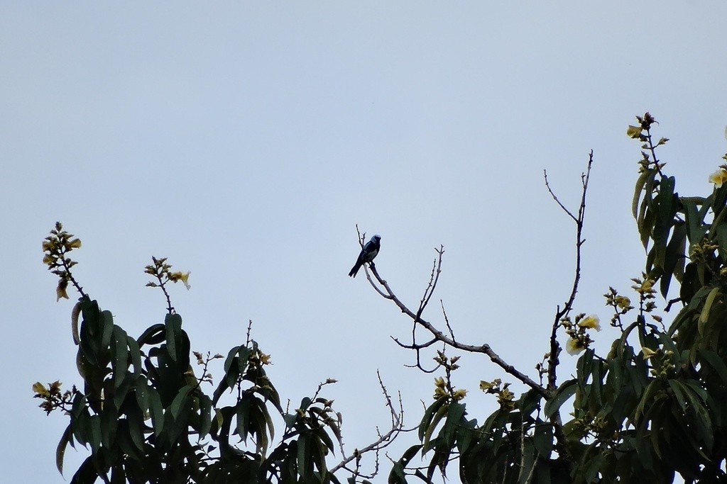 Masked Tanager - ML46439401
