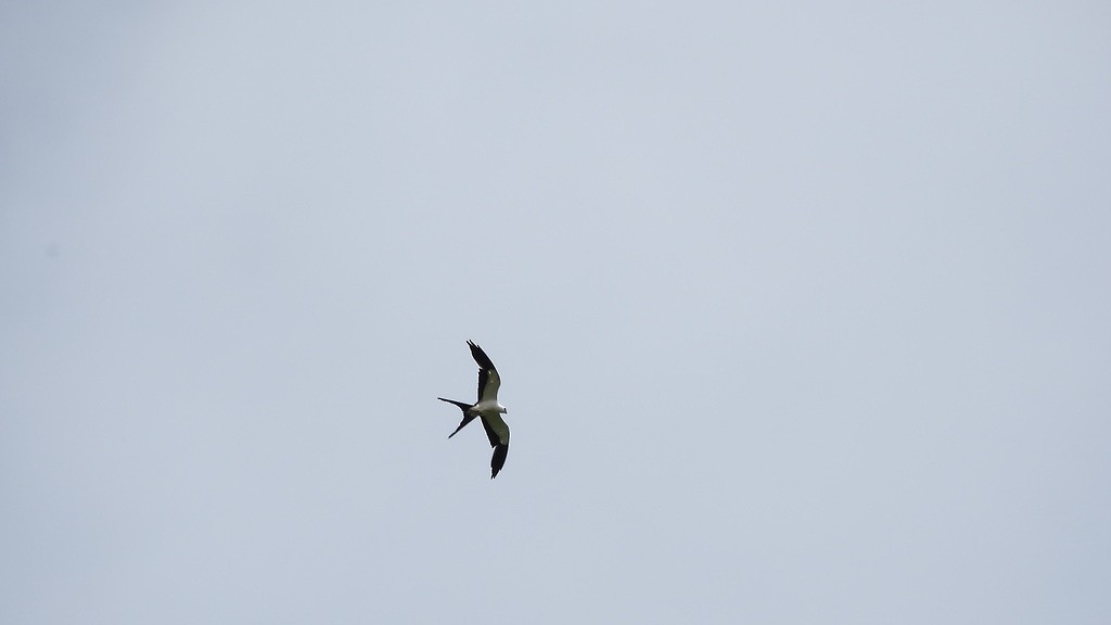 Swallow-tailed Kite - Helbert Noventa